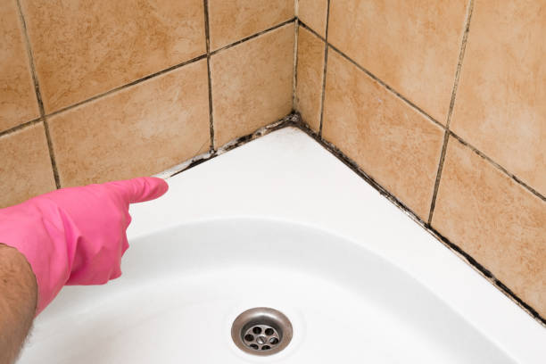 Best Mold Removal Specialists  in USA